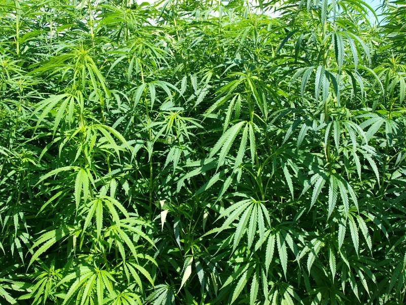 Cannabis sativa 3, Hennip, Saxifraga-Rudmer Zwerver