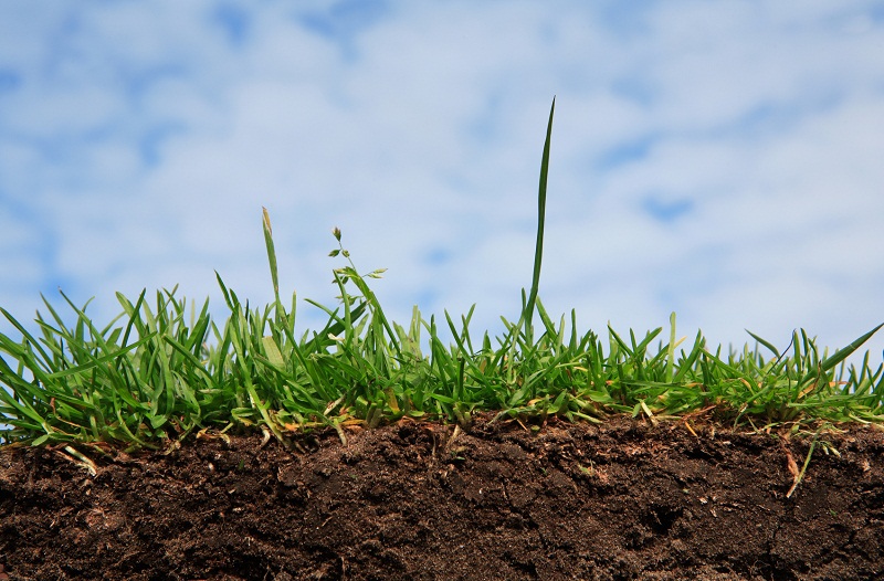 grass details agains sky