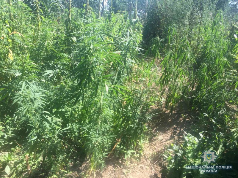 _наркотики 2