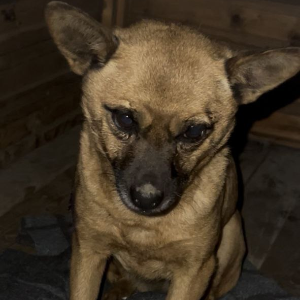 У Чопі зафіксували новий випадок сказу: мешканців закликають бути пильними та повідомляти про підозрілих тварин